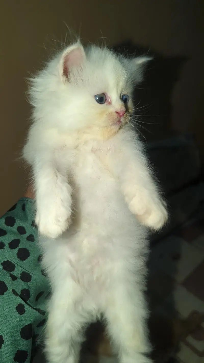 Persian kitten Available — photo 5