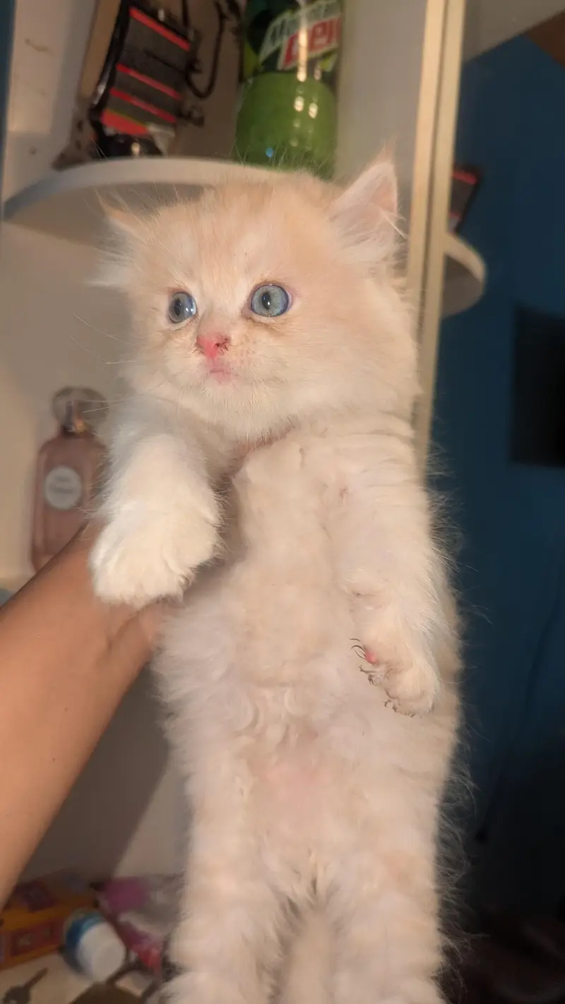 Persian kitten Available — photo 6