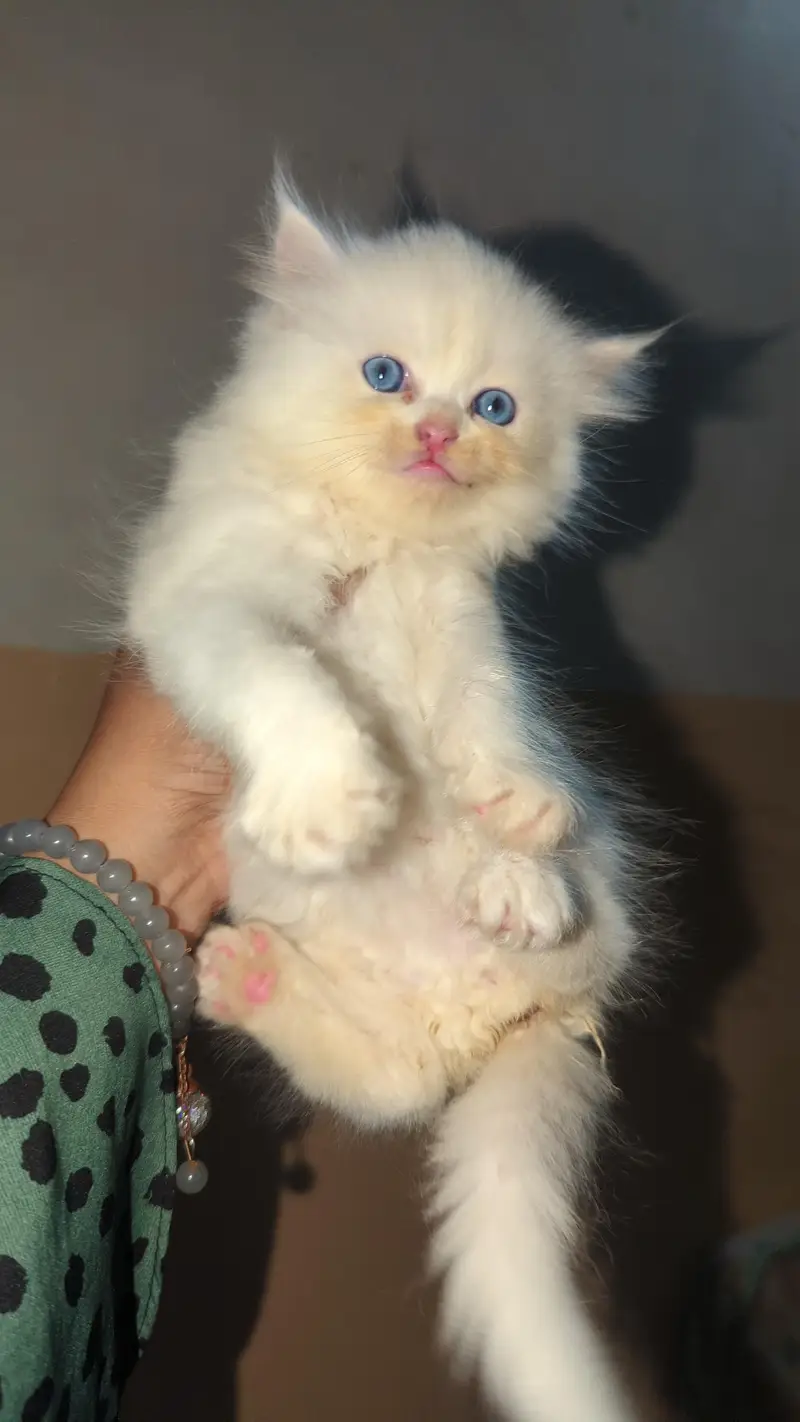 Persian kitten Available — photo 7