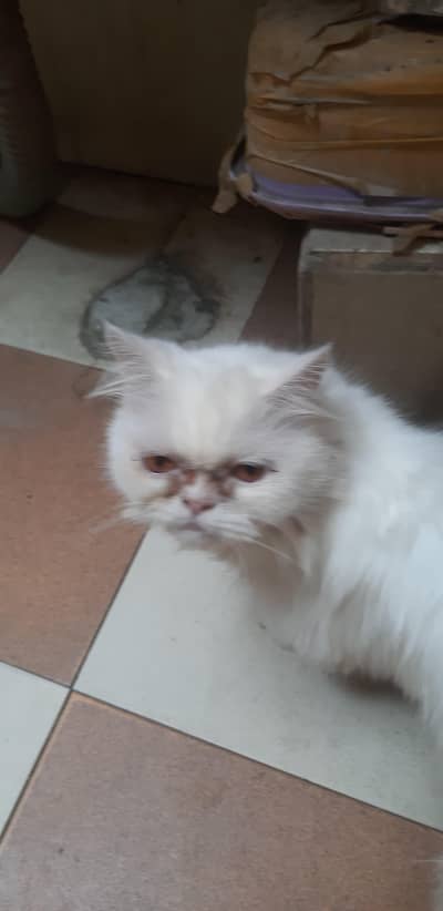 Cats For Sale