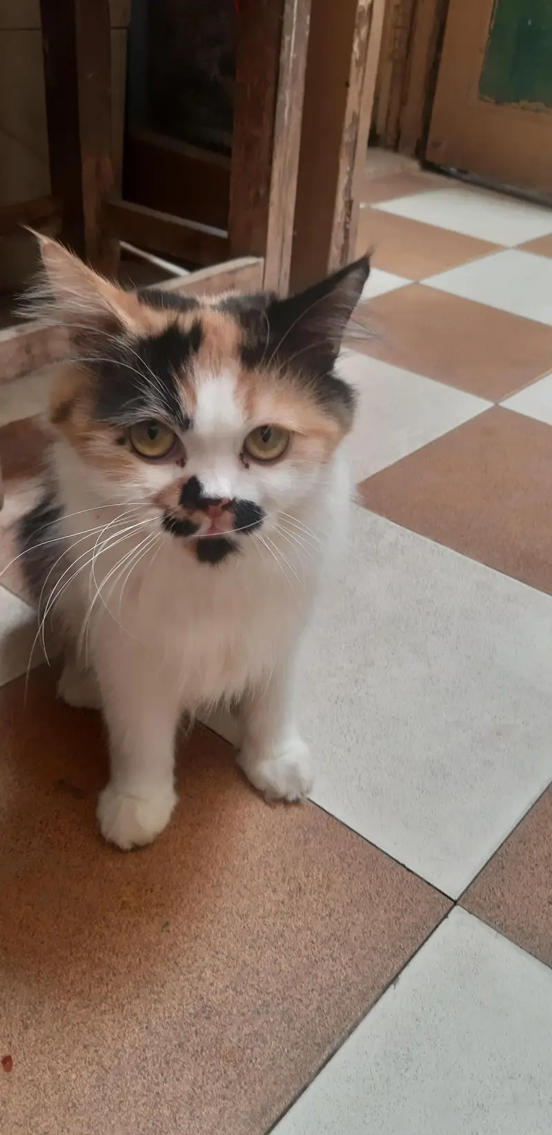 Cats For Sale — photo 2