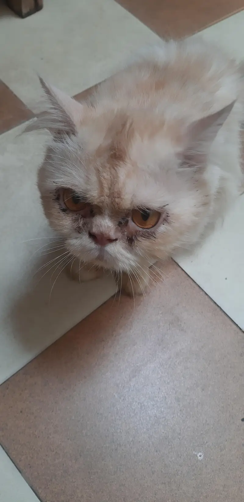 Cats For Sale — photo 3