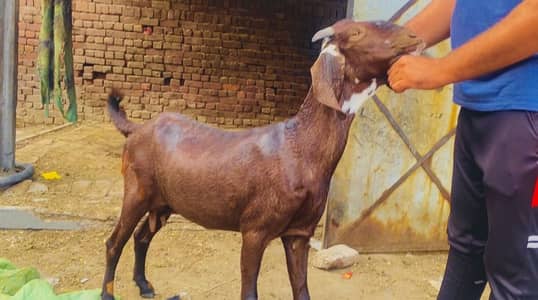 Pregnant guaranteed hy nagri beetal bakri