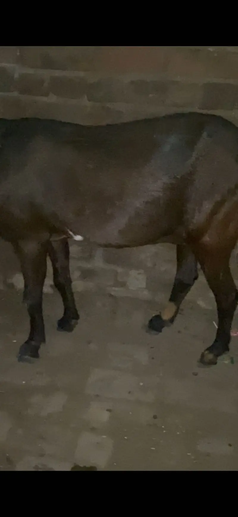 Pregnant guaranteed hy nagri beetal bakri — photo 4