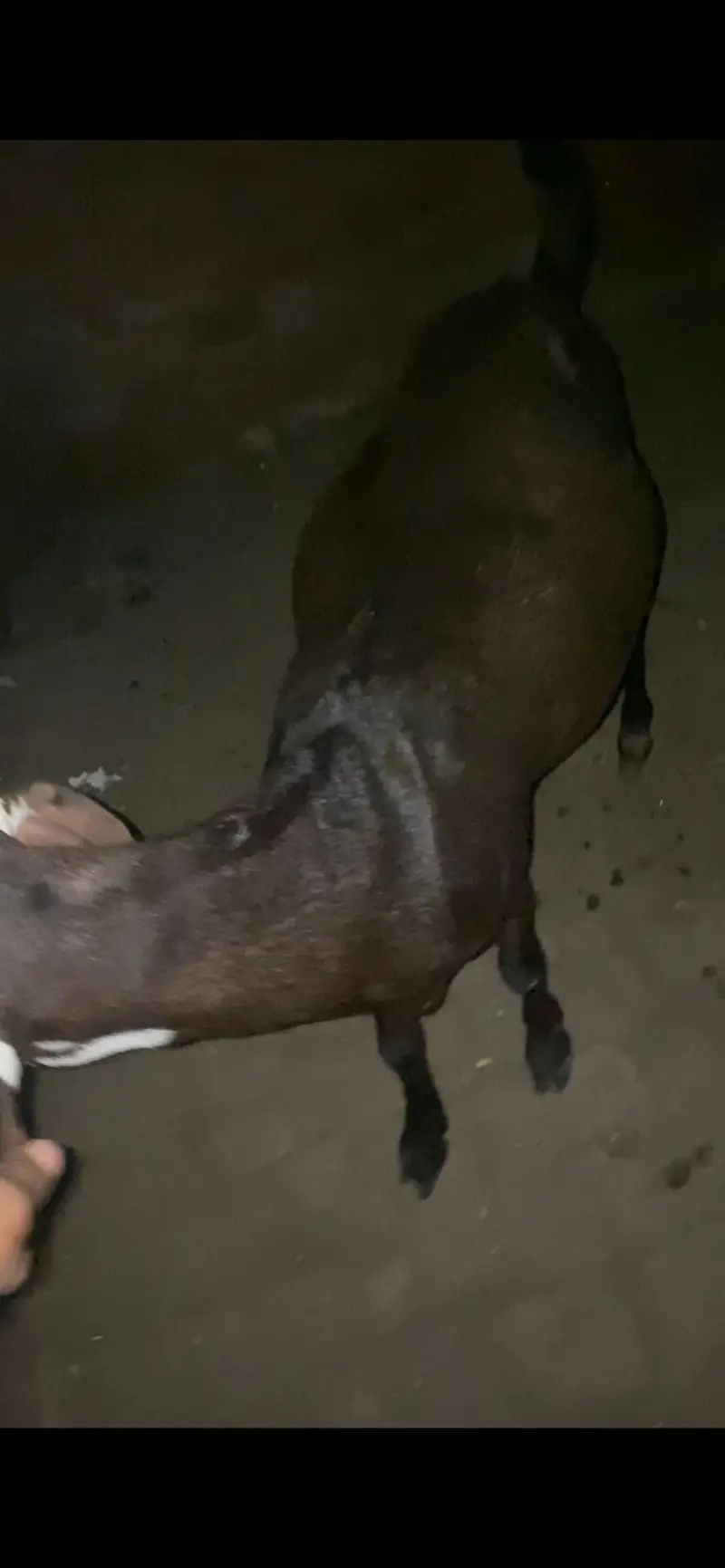 Pregnant guaranteed hy nagri beetal bakri — photo 6