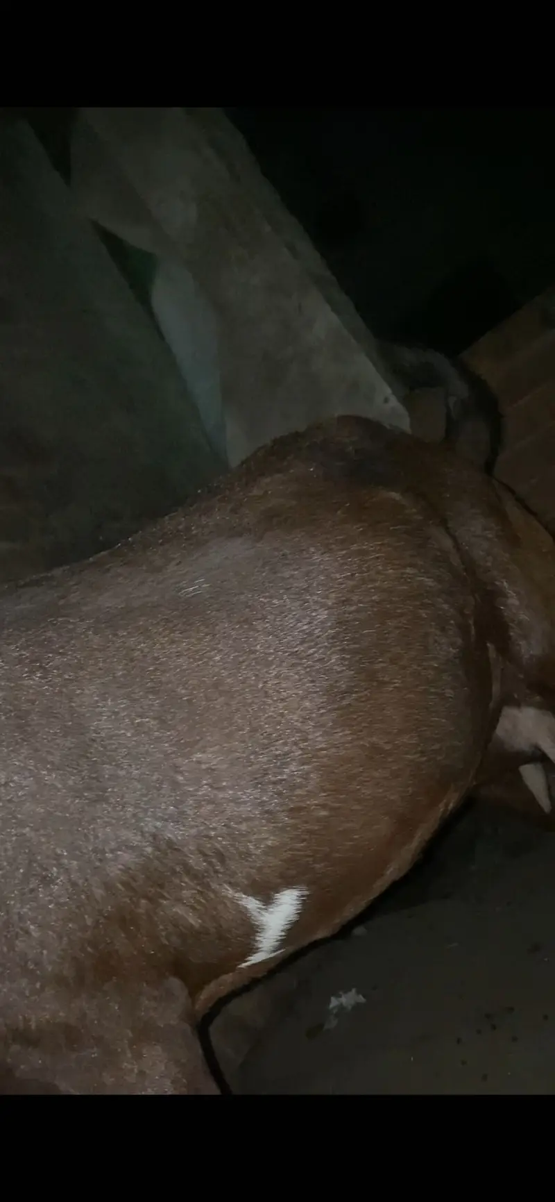 Pregnant guaranteed hy nagri beetal bakri — photo 7