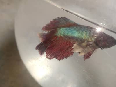 Betta fish