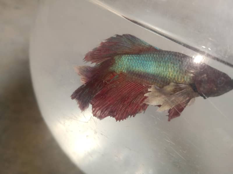 Betta fish 0