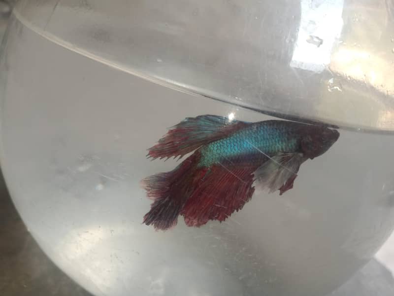 Betta fish 1
