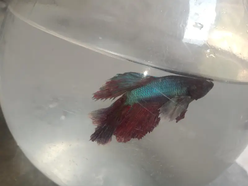 Betta fish — photo 2