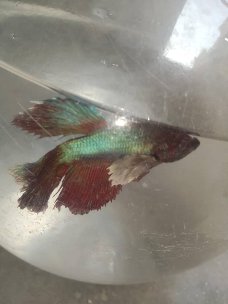 Betta fish 2