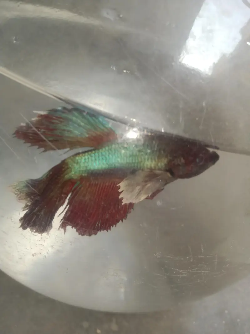 Betta fish — photo 3