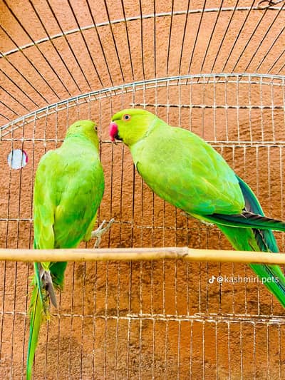 beautiful parrot available hy