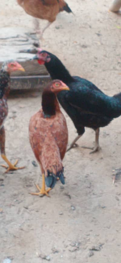 ASEEL mianwali Murghi pthian for sale