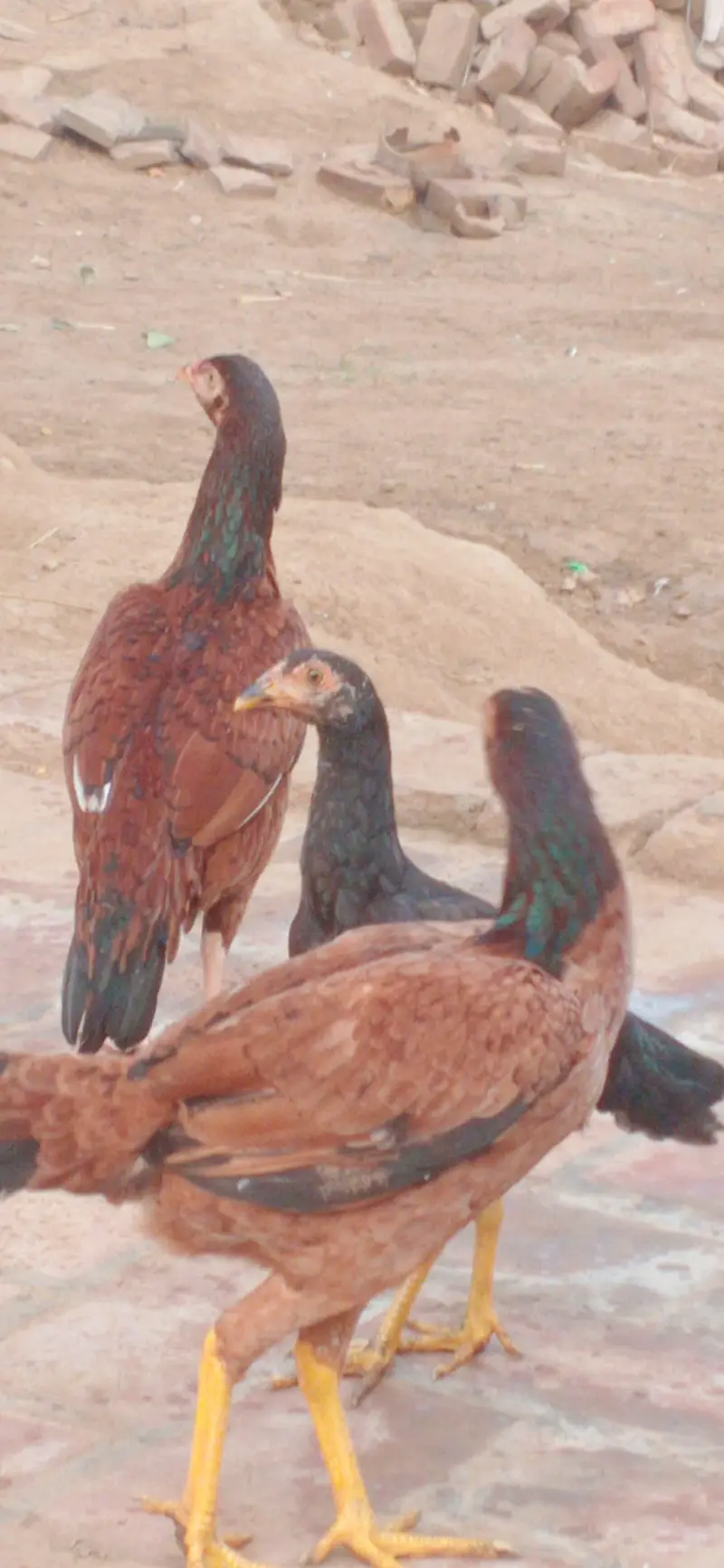 ASEEL mianwali Murghi pthian for sale — photo 2