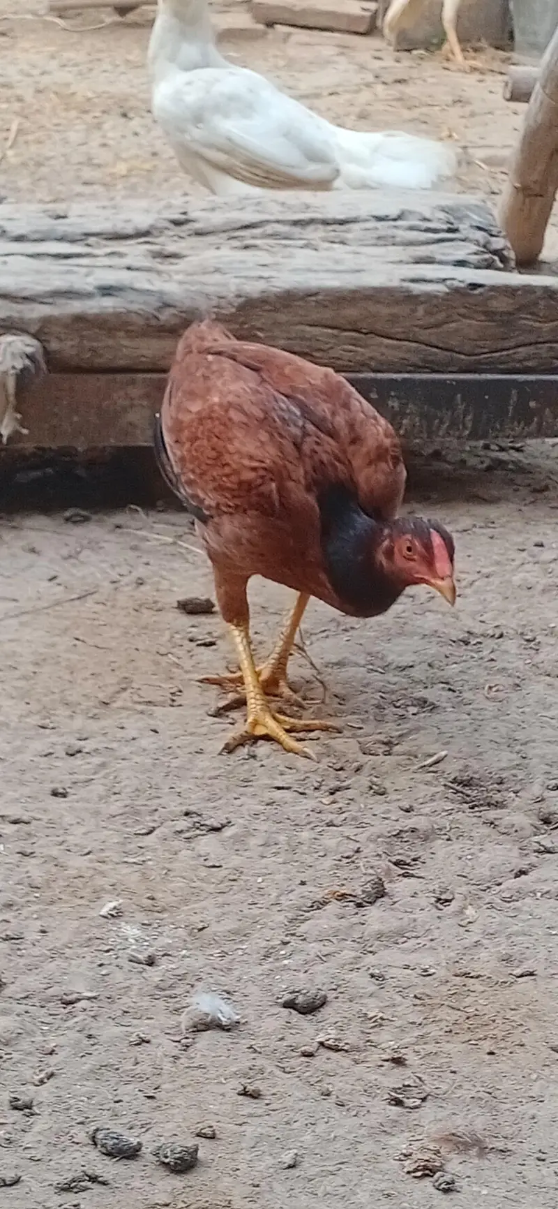 ASEEL mianwali Murghi pthian for sale — photo 3