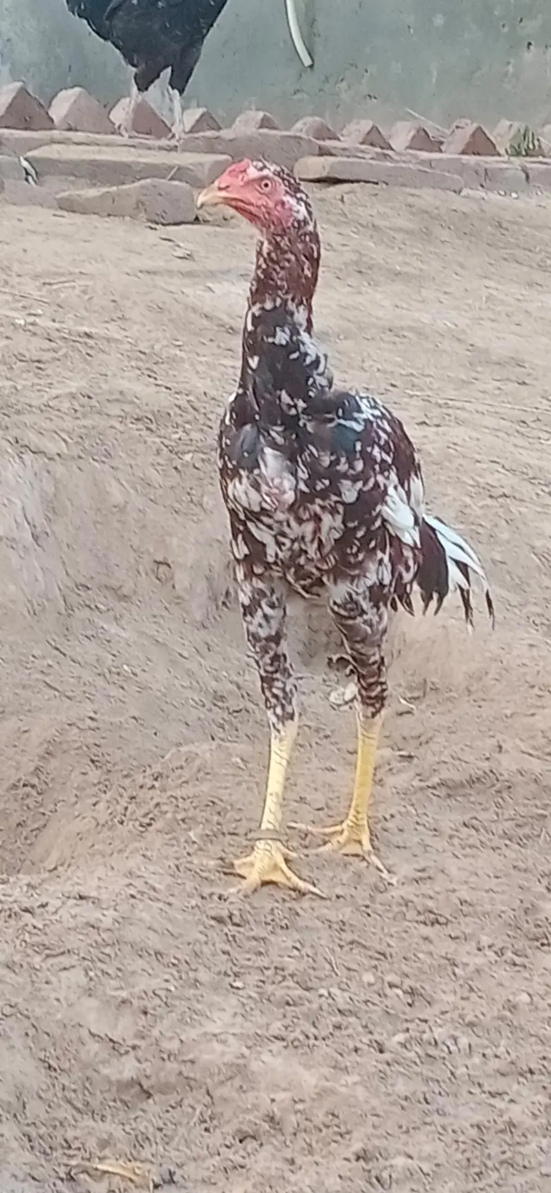 ASEEL mianwali Murghi pthian for sale — photo 8