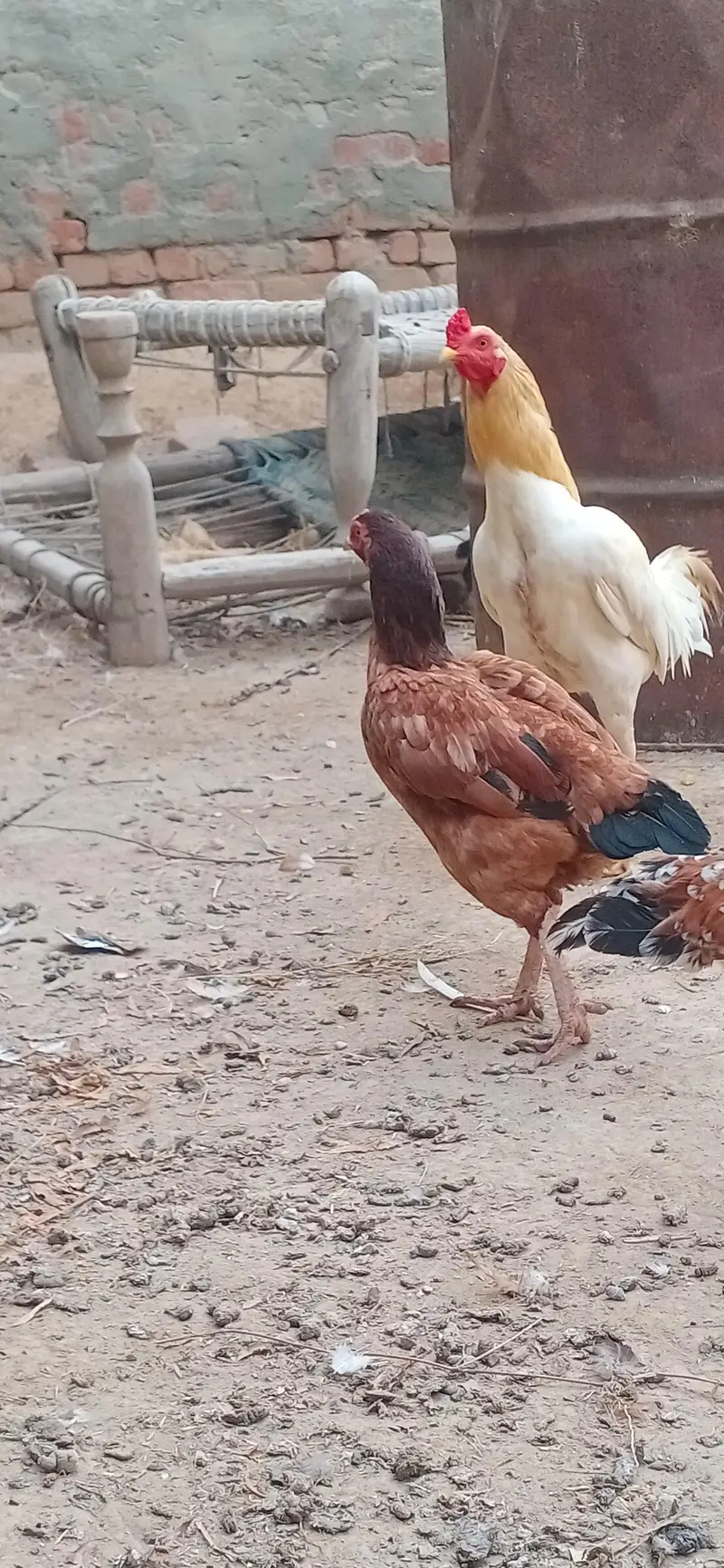 ASEEL mianwali Murghi pthian for sale — photo 9