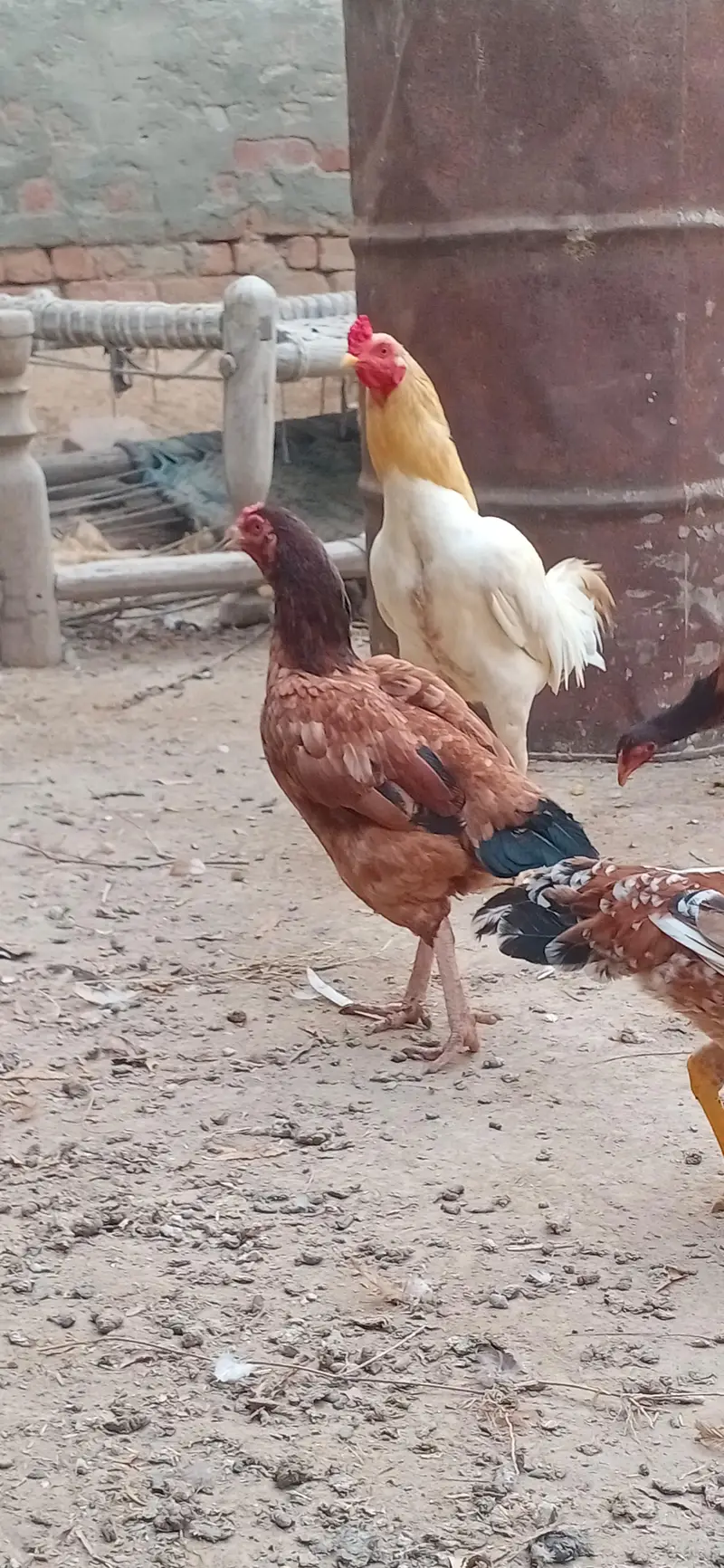 ASEEL mianwali Murghi pthian for sale — photo 10