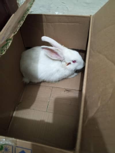 rabbit for sale free