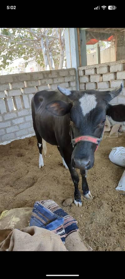 pregnant female cow for sale