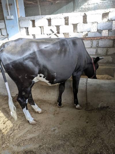 3 Months Pregnant Cow | High Quality | Gabban | Cholistani Cow