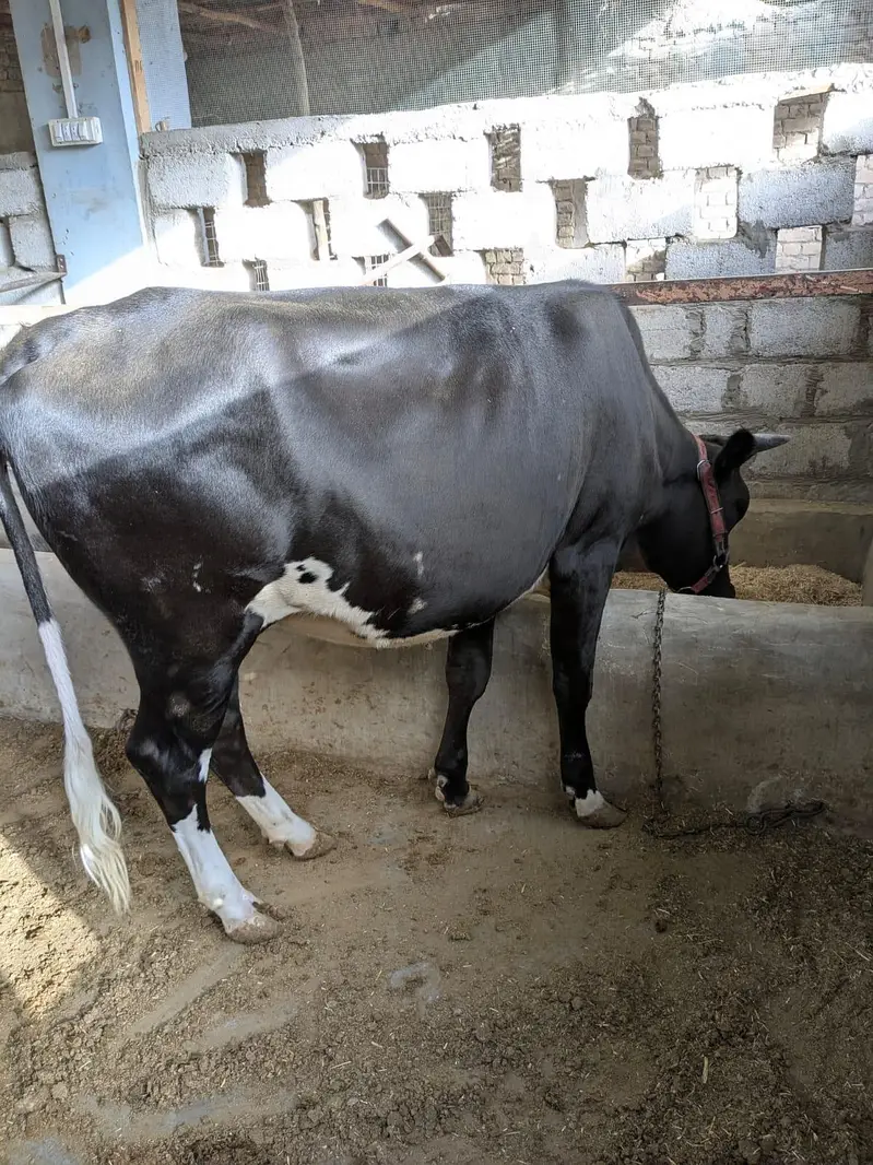 3 months Pregnant female cow for sale — photo 2