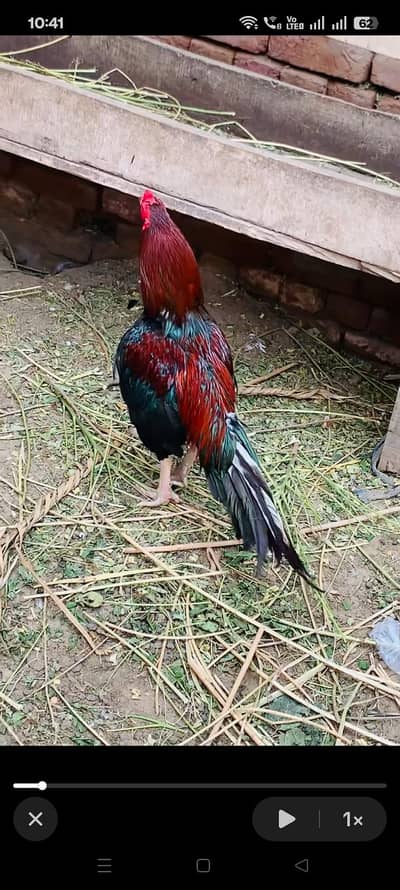aseel mueghy for sale ha jis Bhai ko chiya mil jy gy