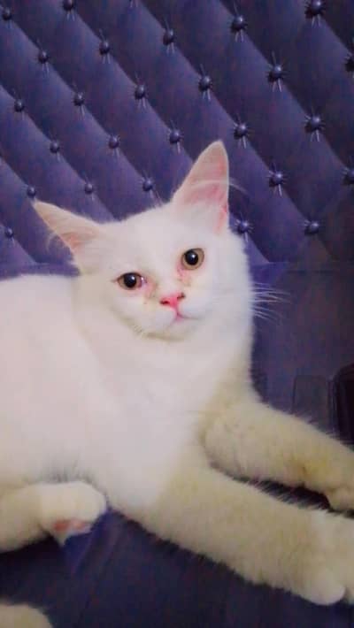 Cute Persian Kitten and Healthy Cat Available Healthy Cat Available