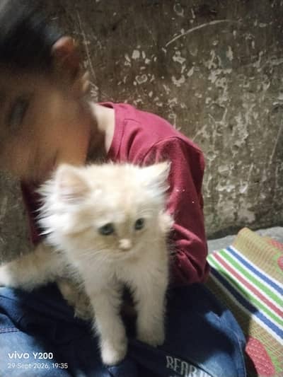 dool face. persian cat