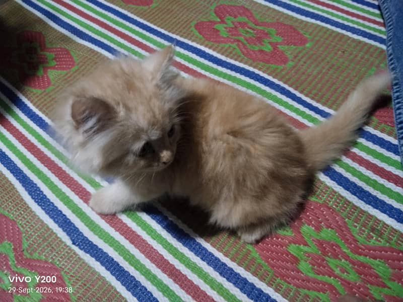 dool face. persian cat 1