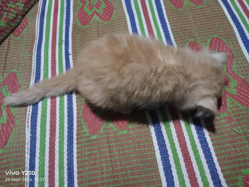 dool face. persian cat 2