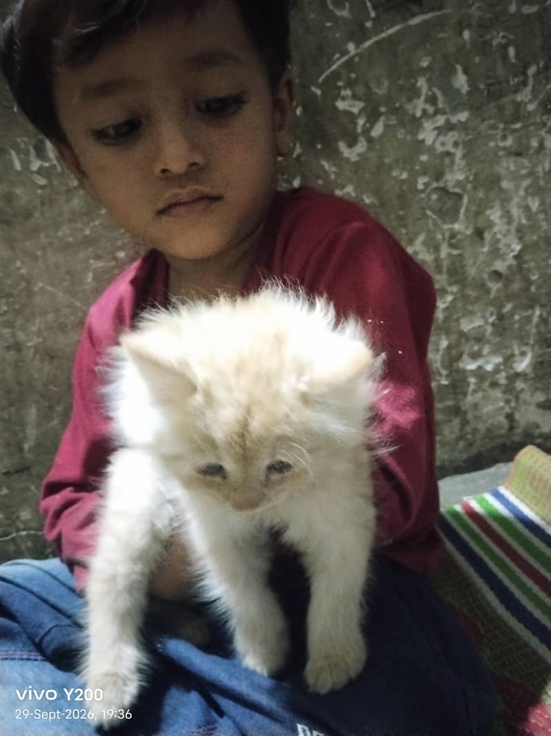 dool face. persian cat 3