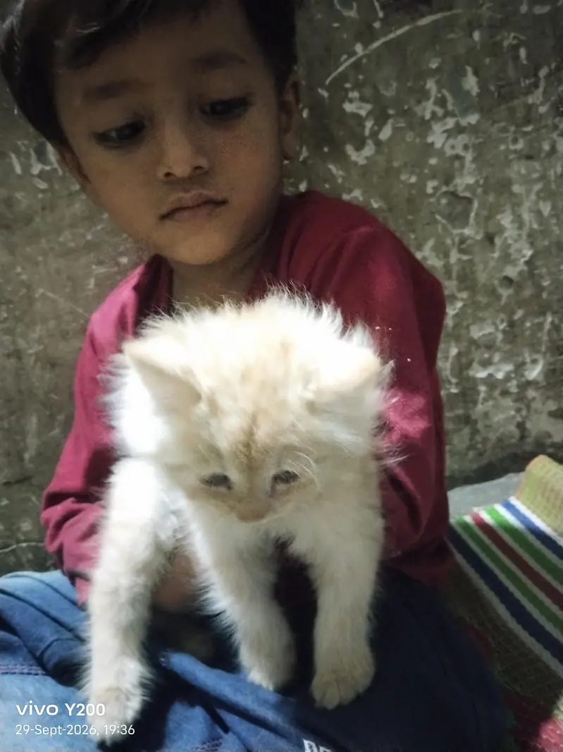 dool face. persian cat — photo 4