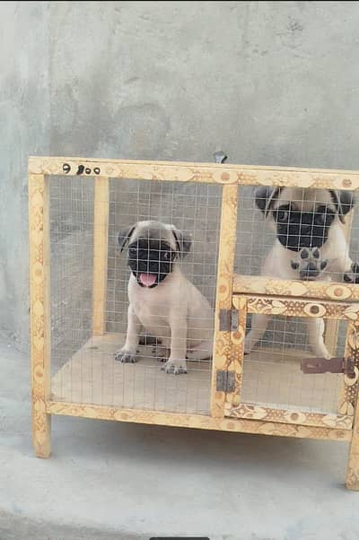 Top Quality Punch Face Pug Puppies. Pair price 80k