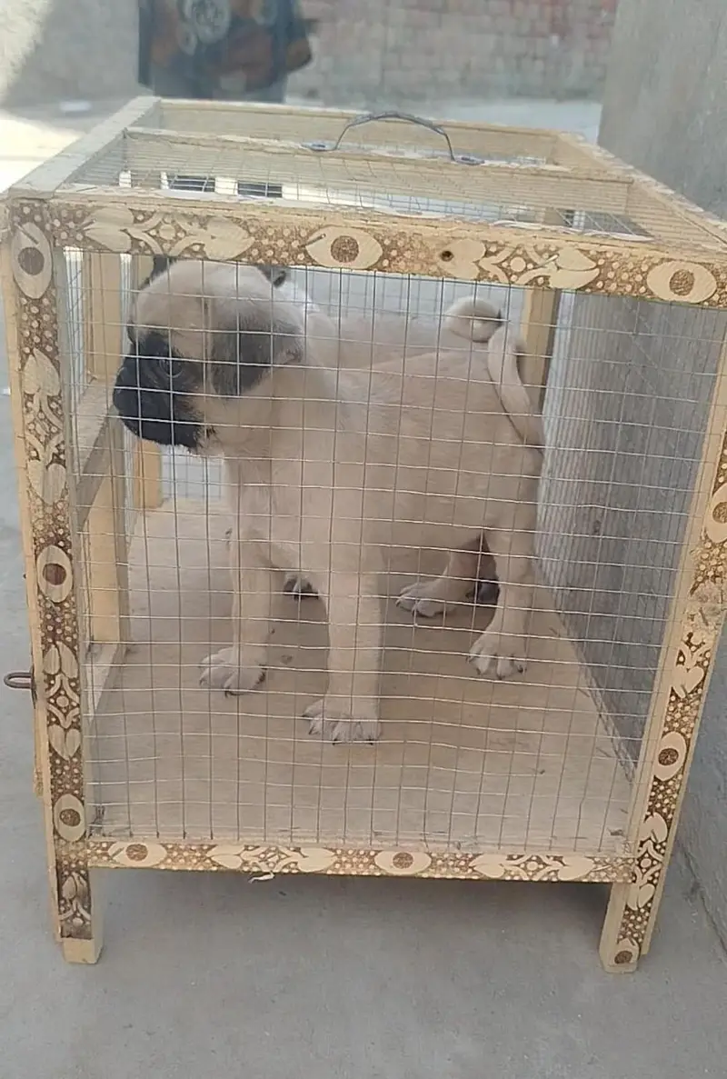 Top Quality Punch Face Pug Puppies. Pair price 80k — photo 2