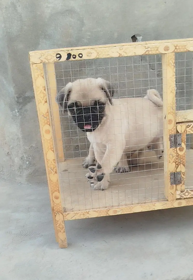Top Quality Punch Face Pug Puppies. Pair price 80k — photo 3