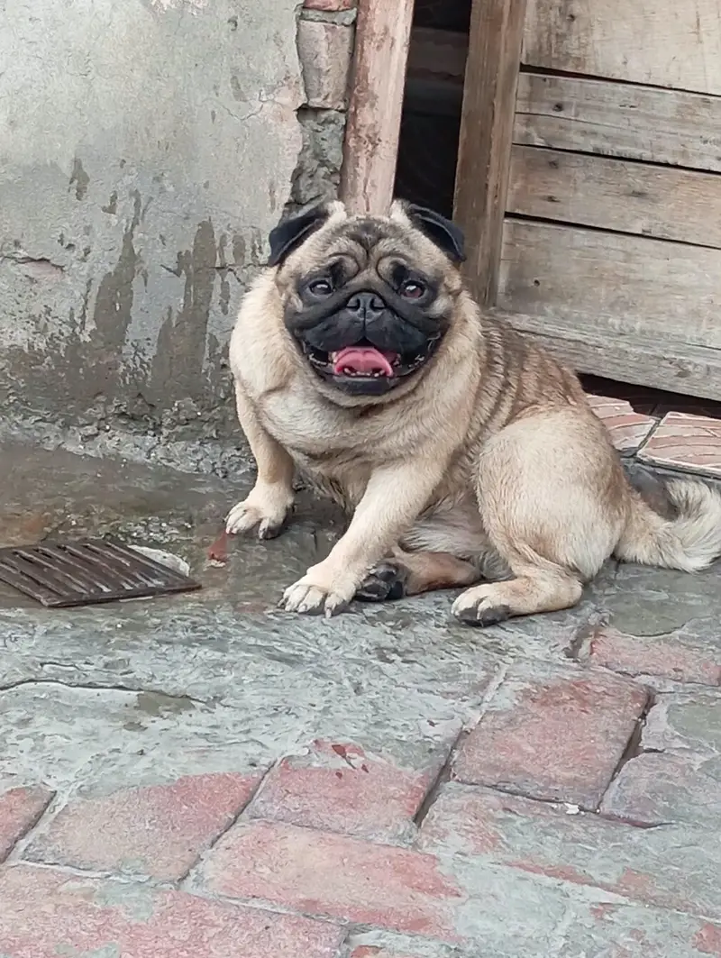 Top Quality Punch Face Pug Puppies. Pair price 80k — photo 4