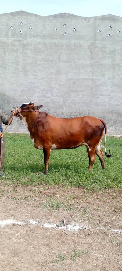 2 Sahiwal Cows for sale (Kheeri ,Dondi wachian/Bachria)
