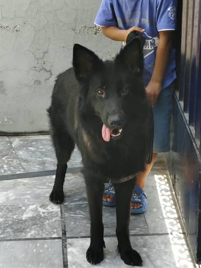 black German shepherd