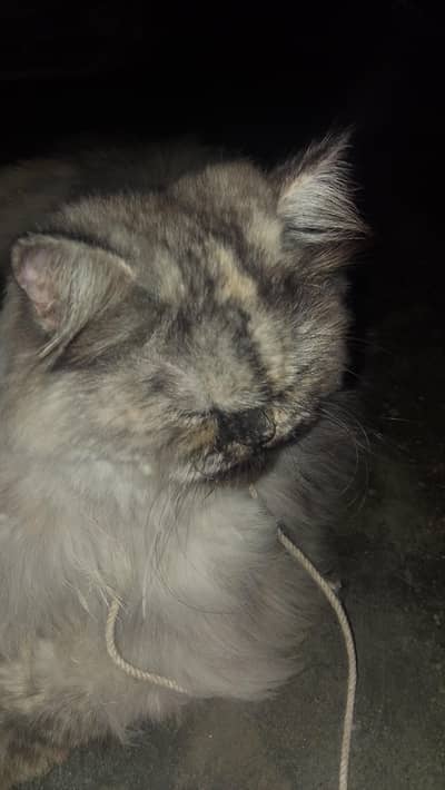 the beautiful cat