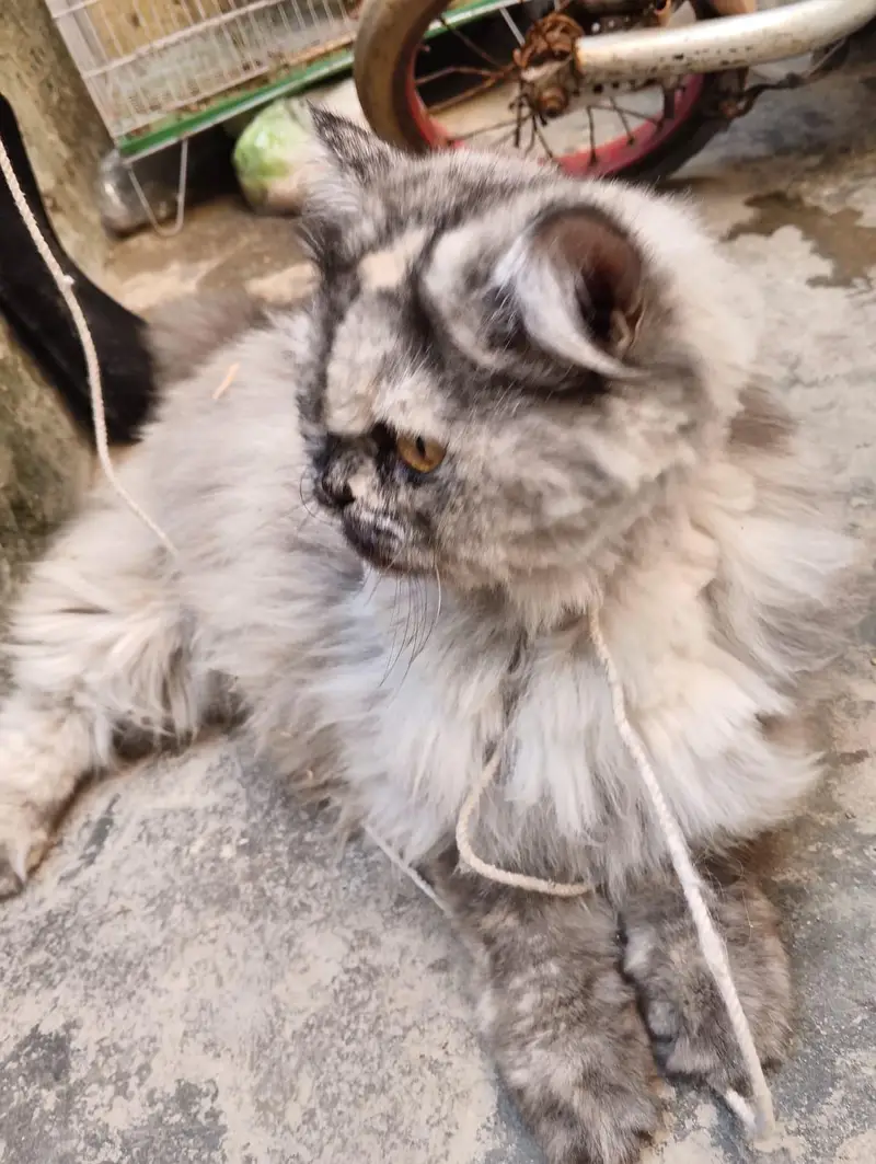 the beautiful cat — photo 2