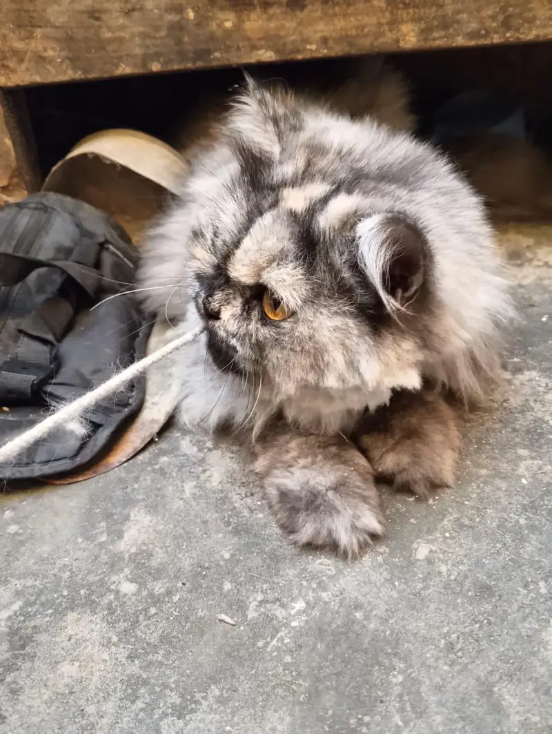 the beautiful cat — photo 3