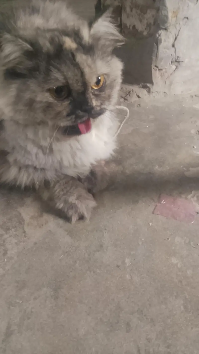 the beautiful cat — photo 4