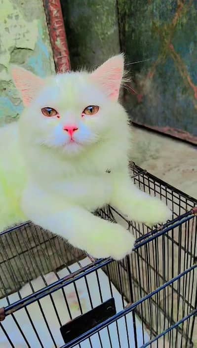 Cat for Sale