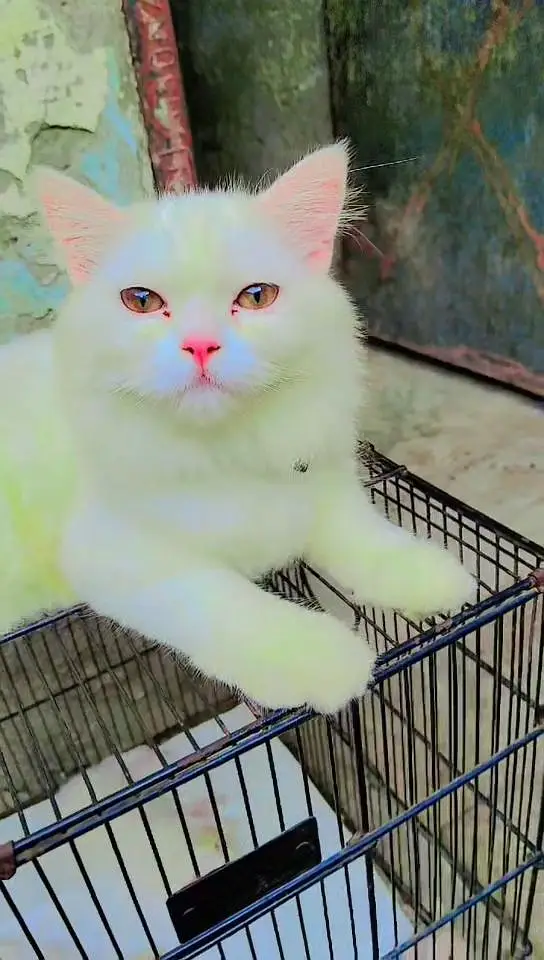 Cat for Sale — photo 2