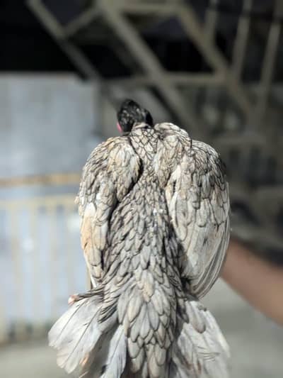 best quality hen for sale