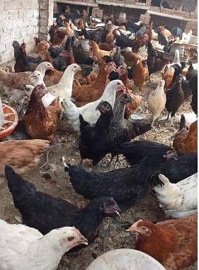 Desi Hens and Desi Eggs