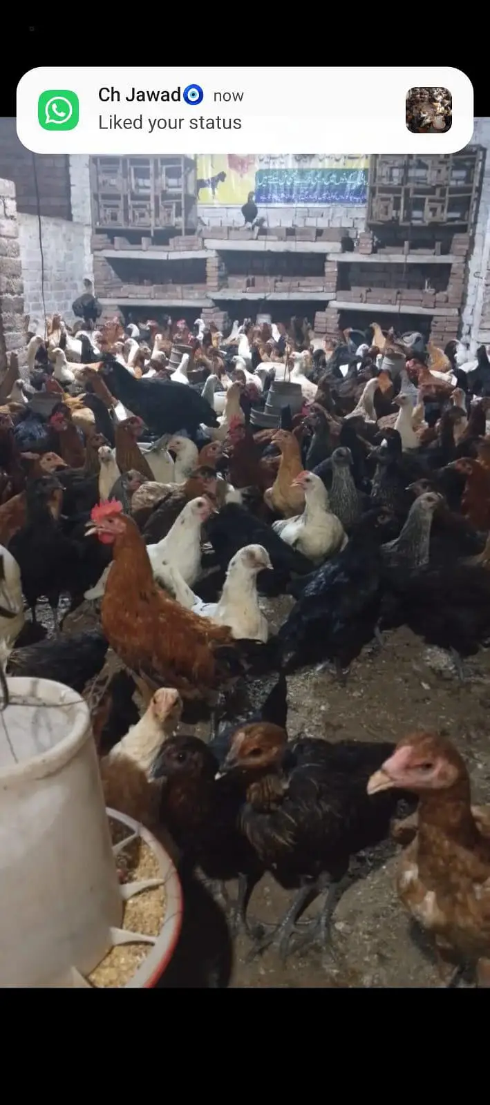 Desi Hens and Desi Eggs — photo 2