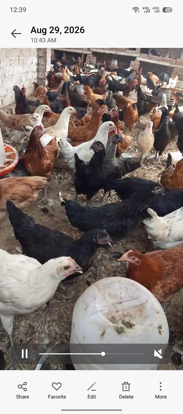 Desi Hens and Desi Eggs — photo 3